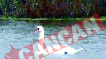 Satul celor 52 de lebede