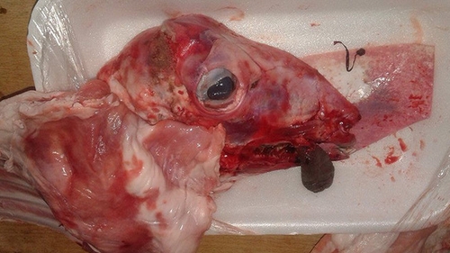 A cumparat carne din supermarket, dar cand a ajuns acasa a avut o surpriza de proportii! Ce a gasit o timisoreanca in casoleta