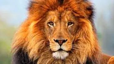 Nebunie în Kenya! Şoferii din trafic au fost şocaţi! Doi lei au creat un adevărat ambuteiaj, jucându-se în plină stradă!