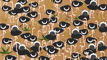 TEST IQ | Găsiți umbrela ascunsă printre struții din imagine!