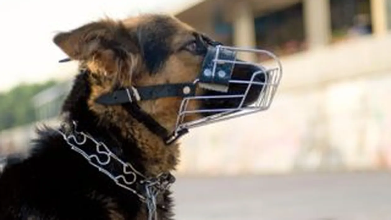 Cainii-politist din Danemarca sunt antrenati pentru a depista urme de sperma la locul violurilor