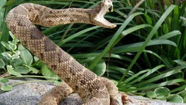 Sarpele gasit intr-o scara de bloc este al unei fete de 24 de ani