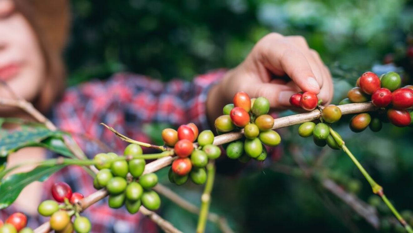 Băutura preferată a europenilor, în pericol. Țările cu cea mai mare producție de cafea vor deveni prea calde pentru a o putea cultiva