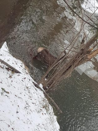 Căprioara nu a avut nicio șansă în fața lupilor