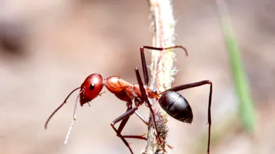 Poluarea aerului afectează simțurile furnicilor, iar efectele sunt îngrijorătoare