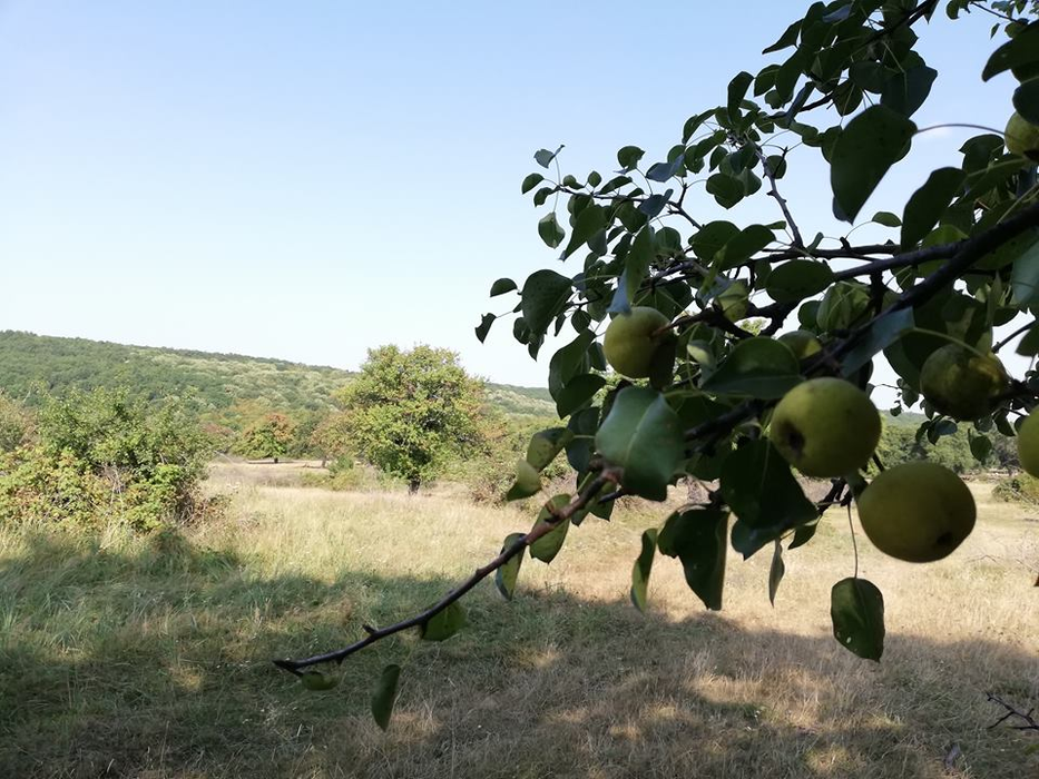 Plantația centenară de pere pădurețe