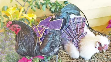 S-a îmbogățit cu jumătate de million de dolari din haine pentru găini! Rețeta de success care a prins și la Hollywood