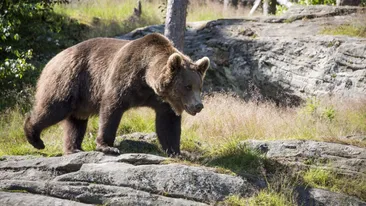 Ghid turistic, atacat de urs într-o pădure din Mureș! Bărbatul a ajuns la spital cu numeroase răni