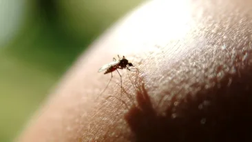 Virusul tropical CHIKV a ajuns în Europa. Specialiștii trag un semnal de alarmă și avertizează populația