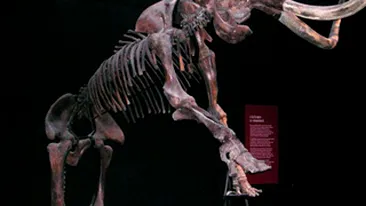 Doua fosile de mamut, descoperite in albia raului Moldova!