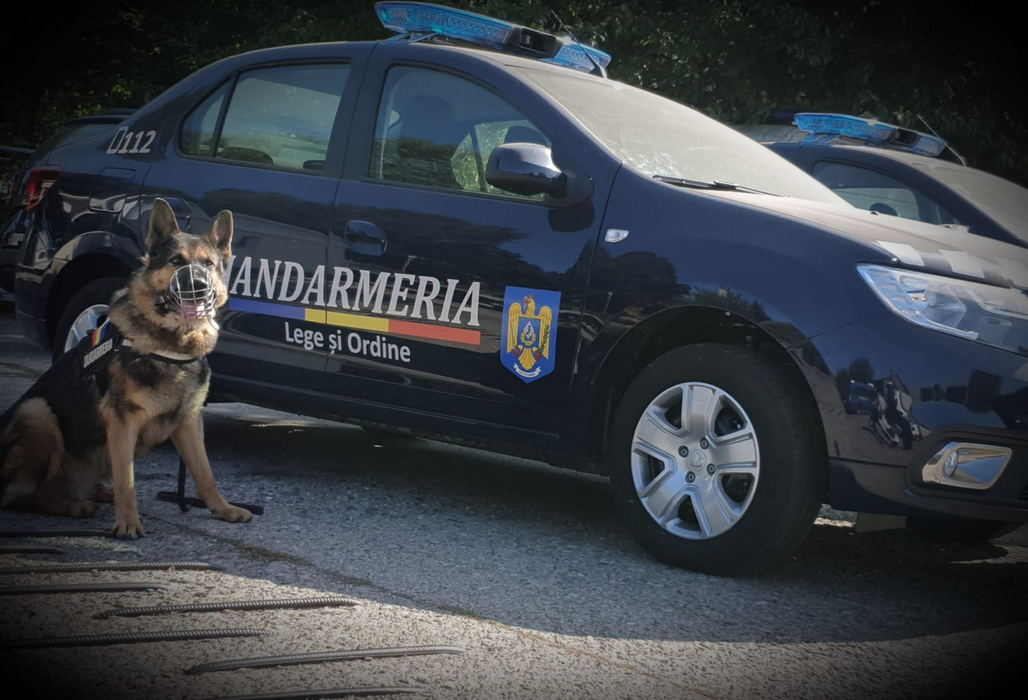 Chiar dacă nu au grade, câinii sunt colegi de nădejde ai  jandarmilor băcăuani