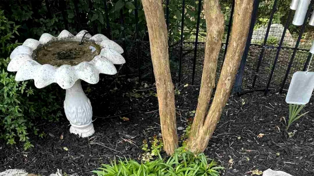 Iluzie optică virală | Ai un IQ peste 140 dacă poți găsi șarpele ascuns în această grădină