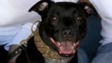 Asta da patanie! Cainele le-a mancat 1.000 de dolari si i-a lasat cu rata la banca neplatita! Citeste o poveste incredibila!