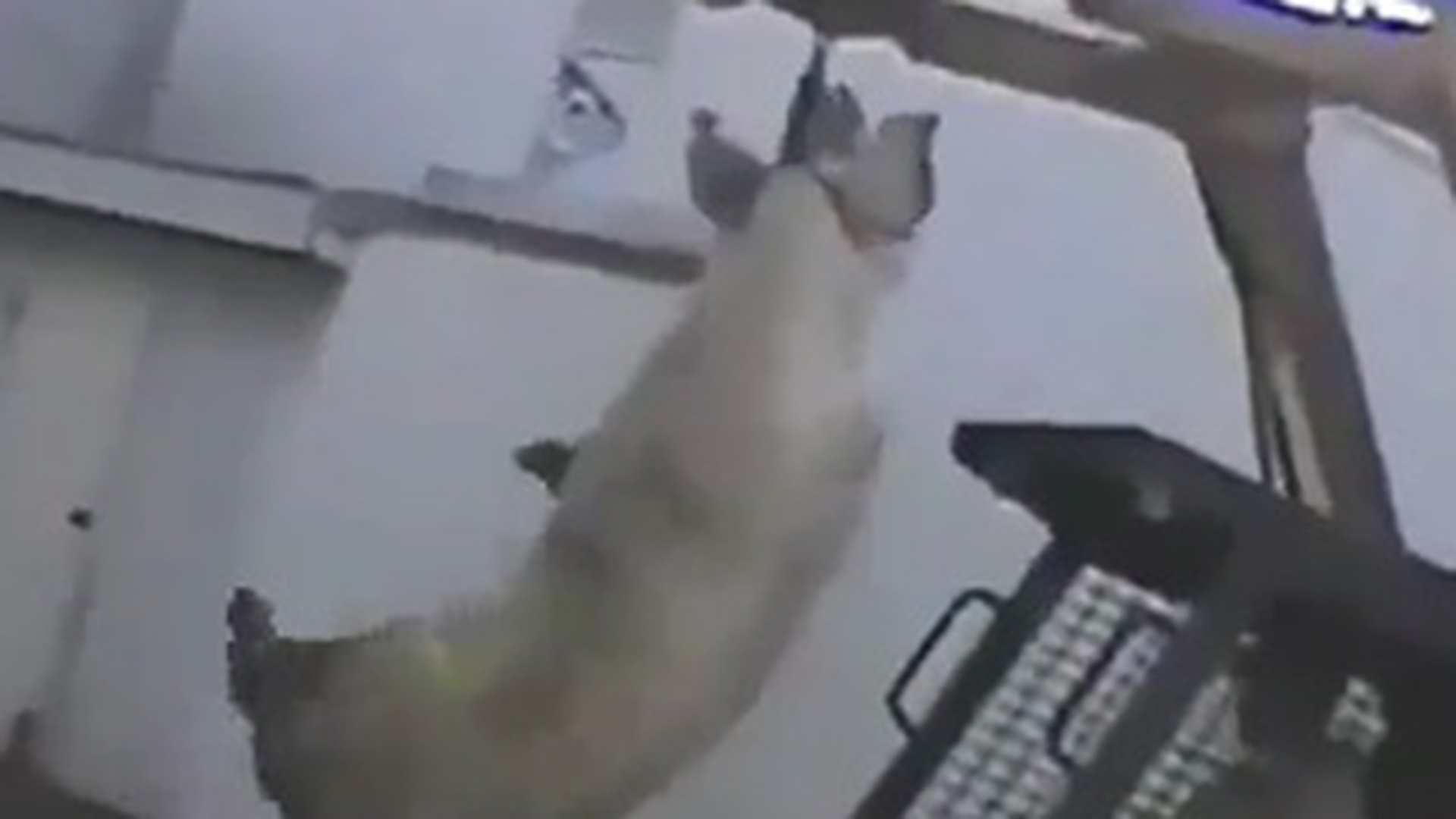 Dupa ce vezi filmul asta o sa uiti de sorici, carnati si aripi picante! Vezi cum sunt maltratate animalele inainte sa ajunga la tine - Fa-ti o salata!