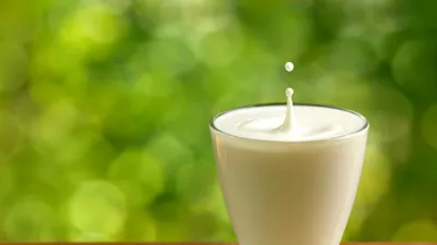 De ce laptele trebuie pasteurizat?