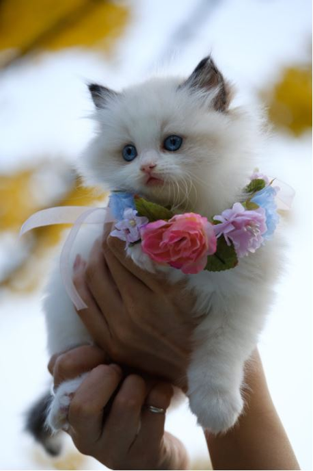 Ce vârstă are pisica ta în ani omenești. Calculul e foarte simplu! Vezi ce vedete preferă micuțele feline și cine a ales să își ia câine