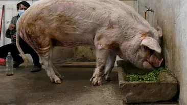 A murit cel mai iubit porc din istoria lumii. Animalul din China avea 14 ani