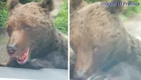 Este alertă în Prahova. Un urs rănit și agresiv a atacat oamenii în zona Bușteni