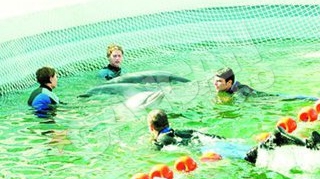 Chen-Chen, Pei-Pei si Ni-Ni au fost mutati in casa noua, dar mica! Delfinii-vedete au intrat in concediu