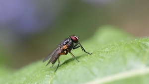 Alimentele care te scapă de muște și gândaci. Așa scapi rapid de insectele nedorite