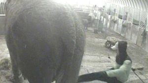 Cel mai batran elefant din Marea Britanie, batut si injunghiat de un roman!