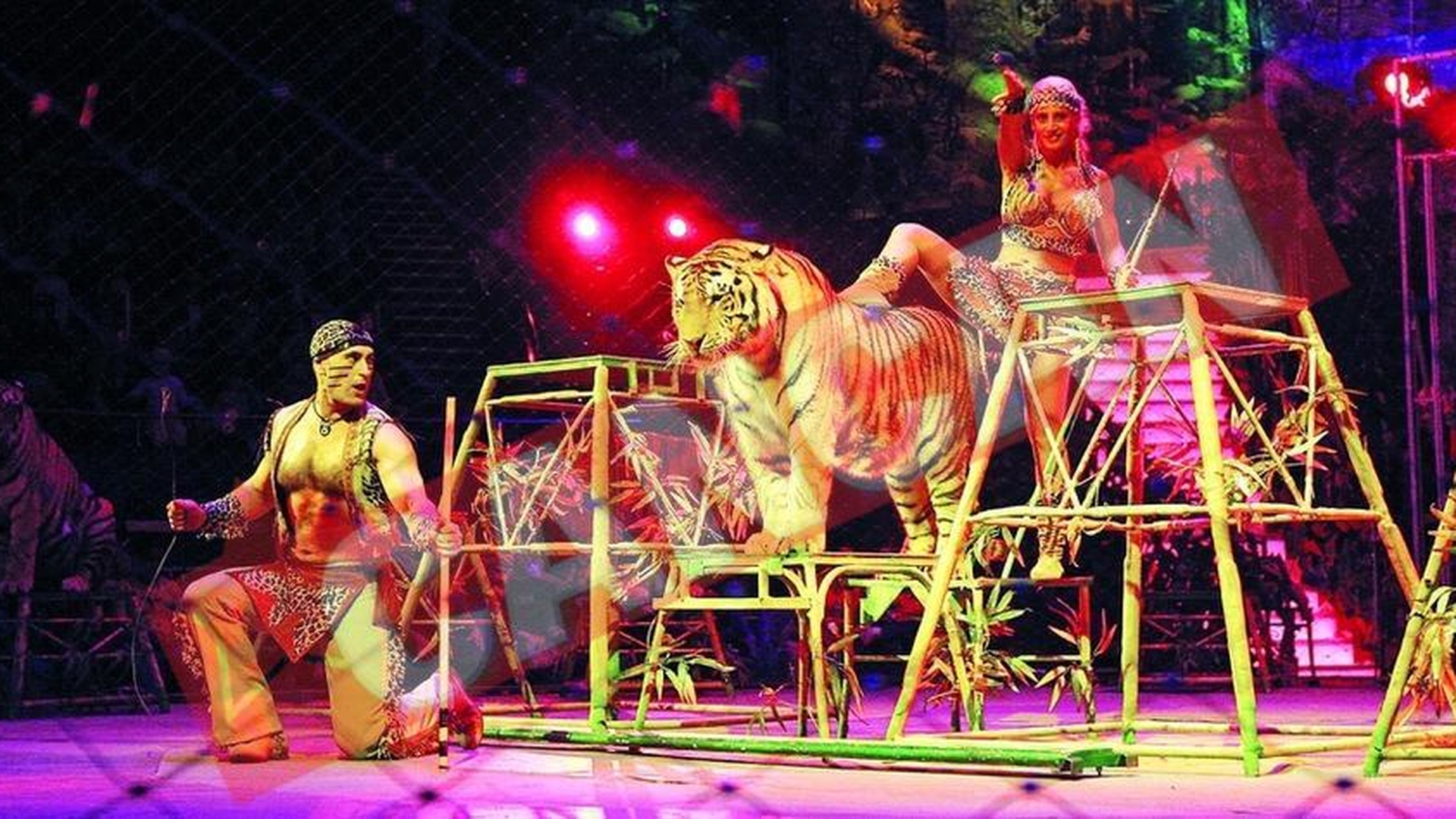 Tigru de doua sute de kilograme, in arena la Circul Globus