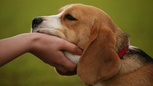 Tara in care canii umbla cu... diamante in coada: O firma din Romania face diamante din catei morti!