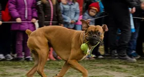 Galerie foto - poza 1