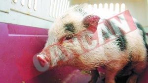 Vinde porci de companie cu 500 de euro