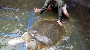 50 de oameni s-au chinuit sa scoata o broasca testoasa de 200 kg si 100 de ani dintr-un lac