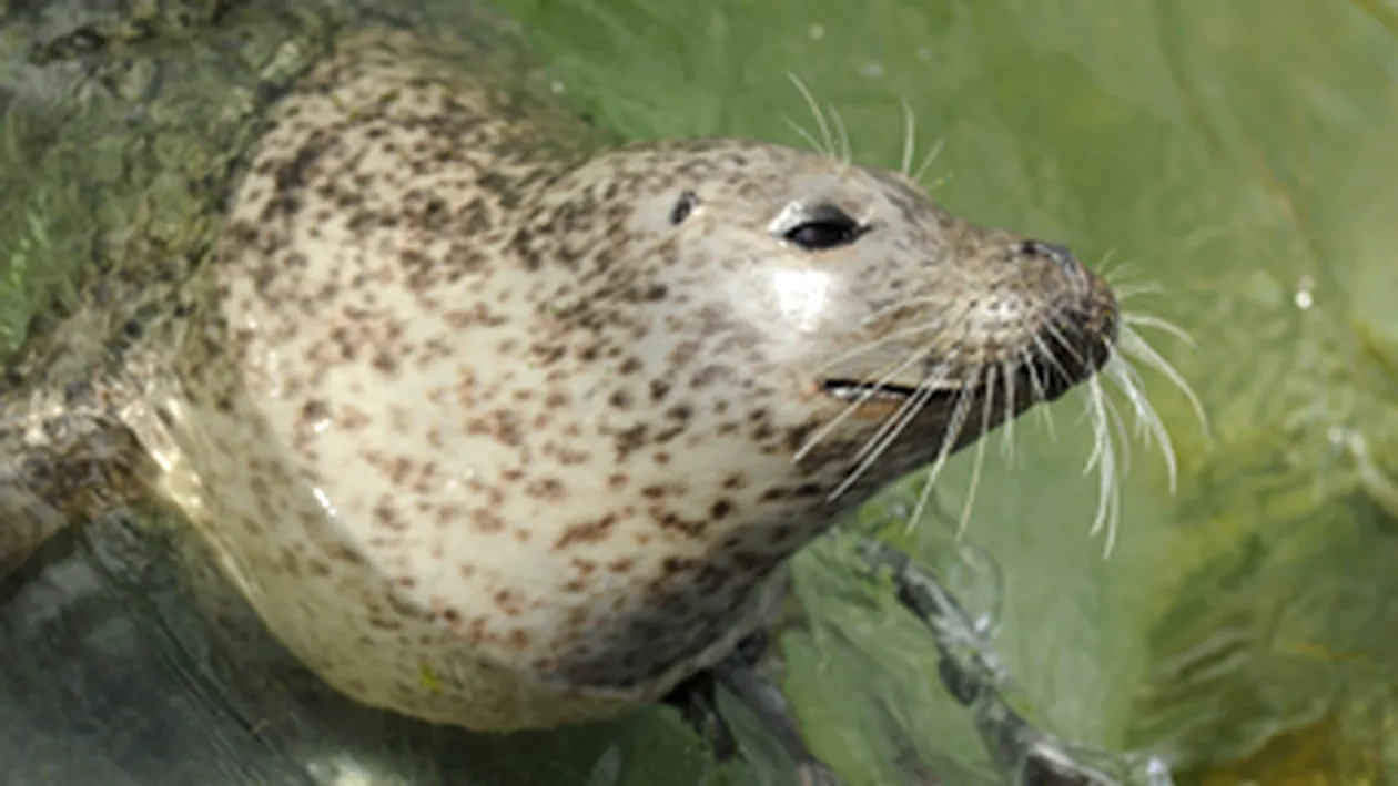 O foca a evadat din bazinul ei si a plecat in vecini la agatat