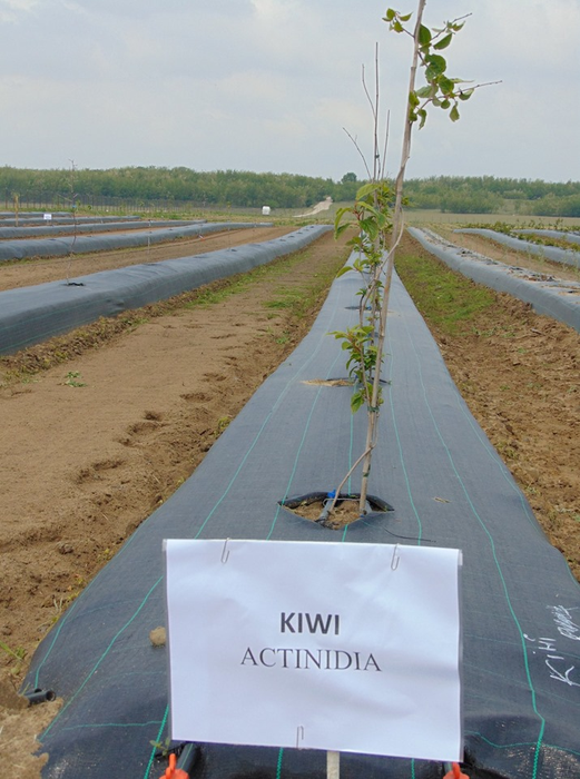 Culturile de kiwi urmează să devină ceva banal în Oltenia