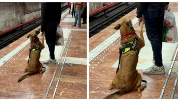 Filmarea VIRALĂ cu acest Ciobănesc german la metroul din Capitală i-a topit pe internauți: ”Îmi vine să plâng!”