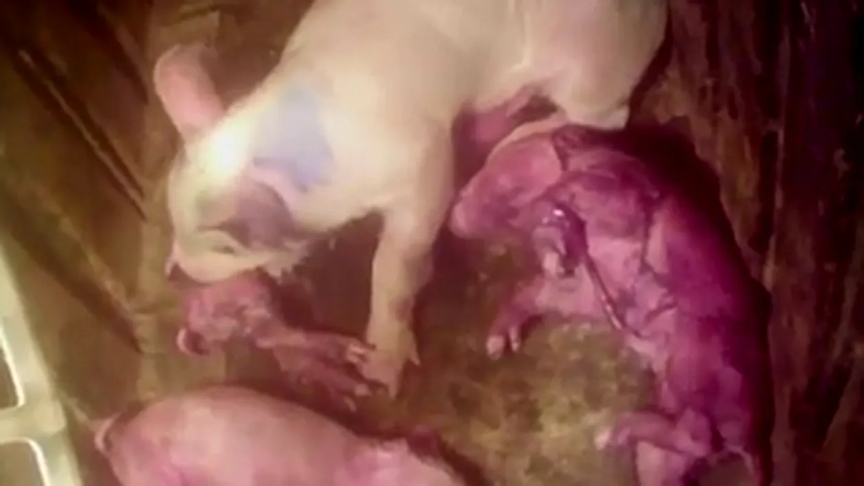 VIDEO TERIFIANT! Uite cum sunt maltratati porcii intr-o ferma din SUA!