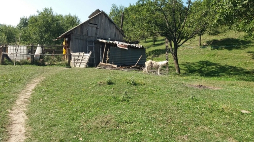 Stâna unui preot din Moroieni, atacată de urşi. Sălbăticiunile au omorât o vacă şi au distrus stupii de albine