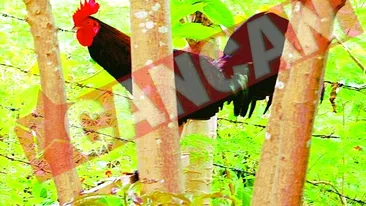 A reclamat cocosul pentru ca o trezea din somn