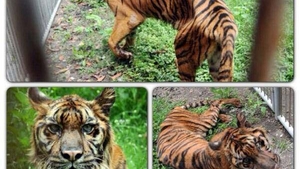 Gradina zoologica A MORTII e unul dintre cele mai oribile locuri din lume! 25 de animale mor de foame in fiecare luna!