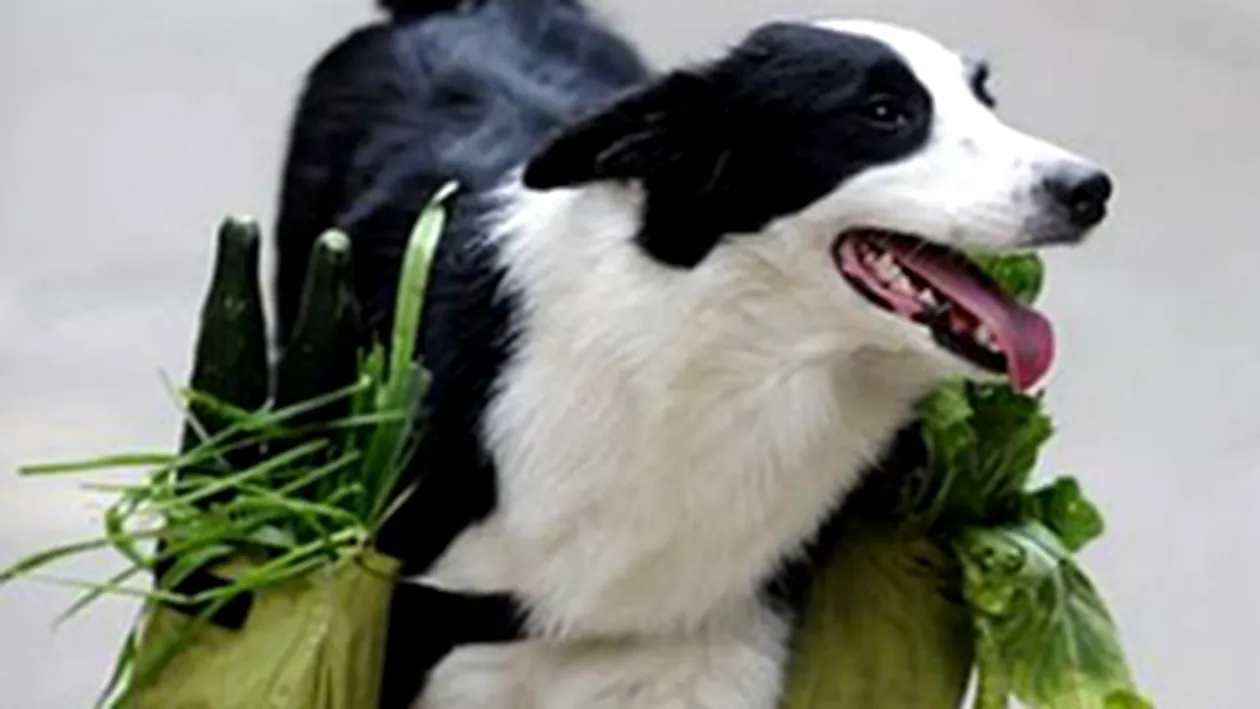 N-ai chef sa te duci la cumparaturi? Trimite-ti cainele