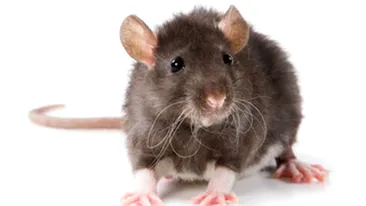 S-a nascut soarecele din doi tati! Urmeaza oamenii!