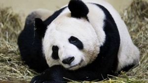 Super dragut! Doi ursuleti panda au primit medalia de excelenta pentru ca au ajutat turismul Scotiei!