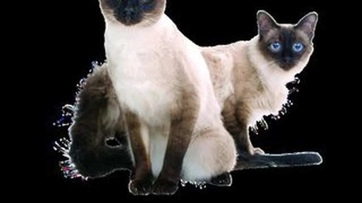 Ce fel de animal se potriveste casei si familiei tale