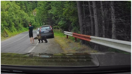 Imagini terifiante pe Transfăgărășan! Un bărbat nu a observat ursul aflat la câțiva centimetri