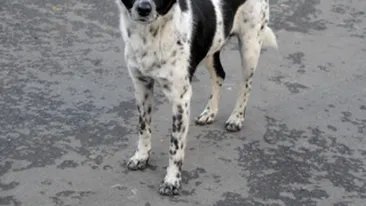 Un copil de sase ani a fost omorat de caini! Comunitarii s-au transformat in animale salbatice!