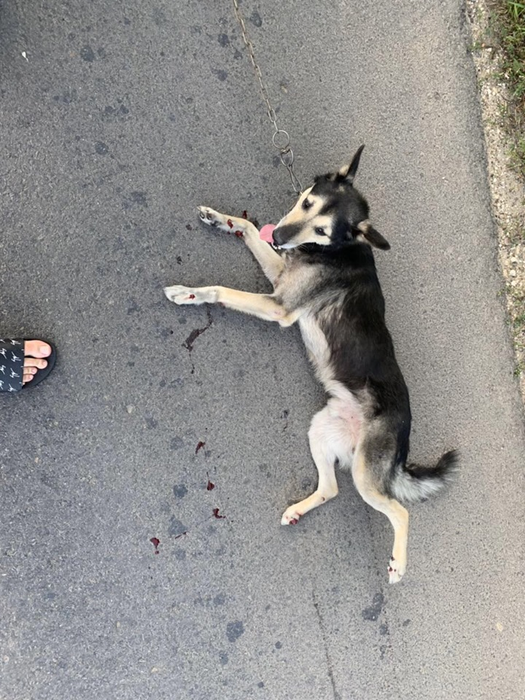 Imagini sfâșietoare! Un preot din Moldova a legat un câine de mașină și l-a târât pe șosea