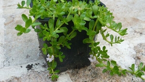 Farmacia din apartament- plante decorative cu proprietati medicinale