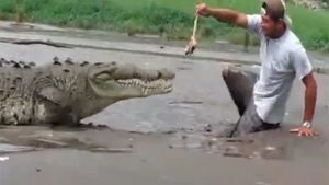 VIDEO Moartea l-a cautat pe la picioare! Aproape sa devina mancare pentru crocodil