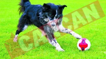 Catelusa care joaca fotbal ca Ronaldo