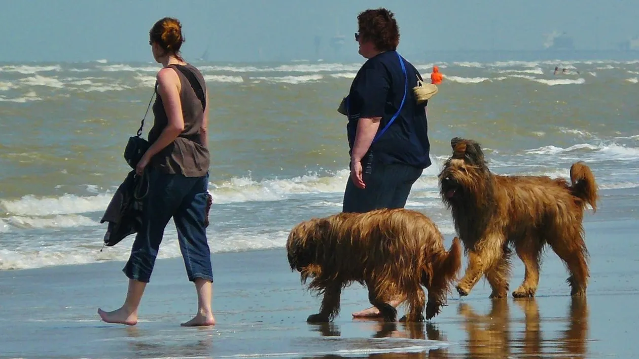 Încă o tragedie la mare! Un alt om a fost mușcat de câine, pe litoral!
