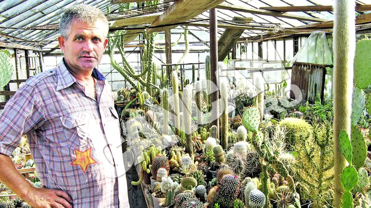 Teofil Condoros, din Arad, este pasionat de plantele cu ghimpi. Are o colectie de 30.000 de cactusi