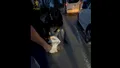 VIDEO Un bărbat viral pe TikTok care îi cerea lui Putin să invadeze Chișinăul a fost reținut la întoarcerea în Moldova din Germania
